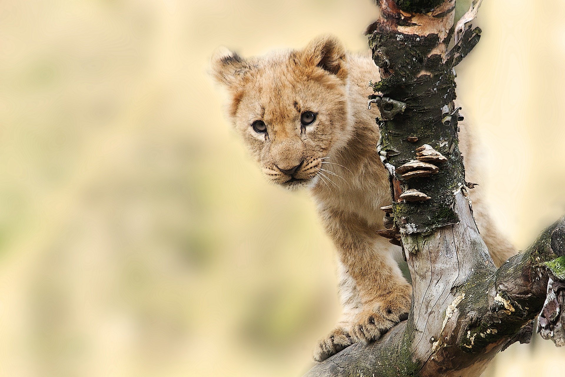 alt text: Foco da imagem de um filhote de leão em uma árvore, à direita da imagem. O fundo da imagem está desfocado.