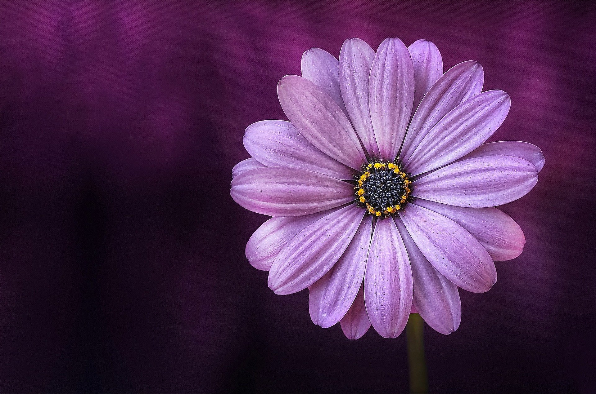 alt text: Imagem com foco em uma flor lilás à direita. O fundo é desfocado e tem um tom de roxo mais escuro.