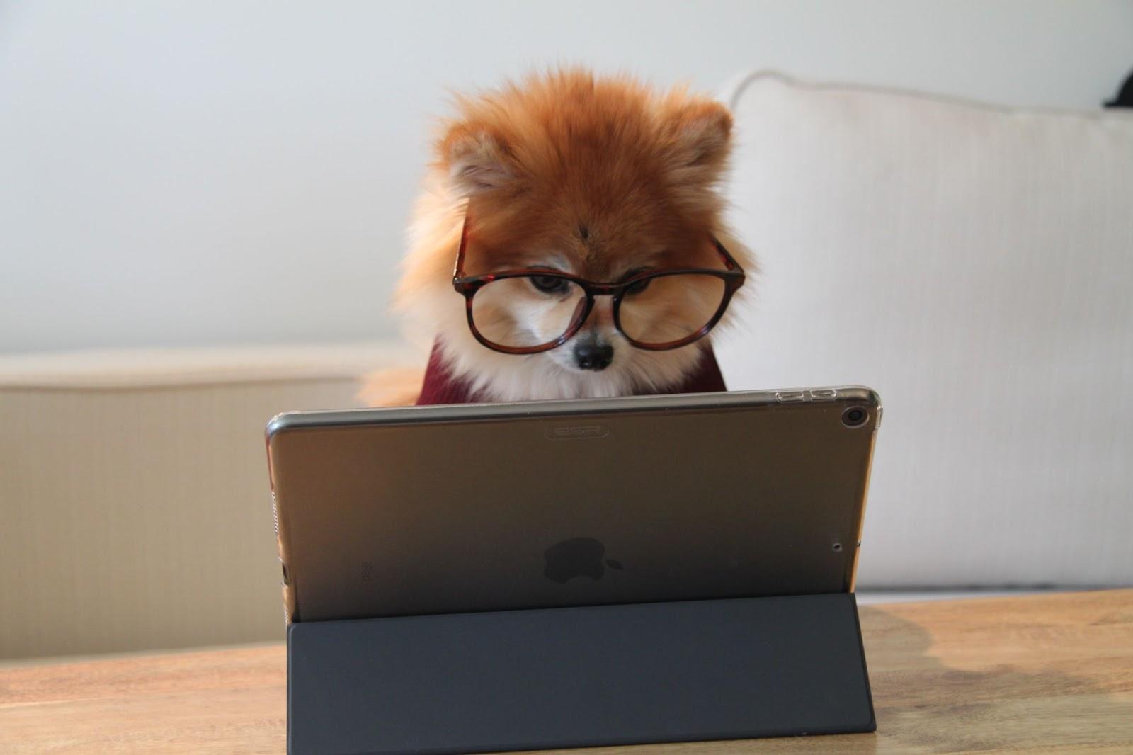 Imagem mostrando um cachorrinho de tamanho pequeno, com pelagem alta, e da cor branca e marrom, usando óculos, e sentado de frente para um tablet.