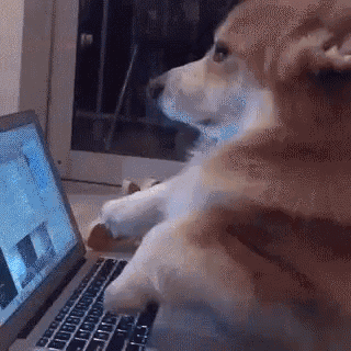 A animação mostra um cachorro de porte pequeno digitando freneticamente no teclado, a câmera enquadra no cachorro, no teclado e por fim tem uma visão de cima.