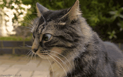 Gif animado de um gato fazendo expressão de confuso, enquanto olha ao redor e revira os olhos de um lado a outro.
