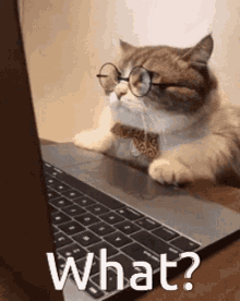 Um gato de óculos com as patinhas em cima do teclado de um notebook olhando para a tela ligeiramente confuso.