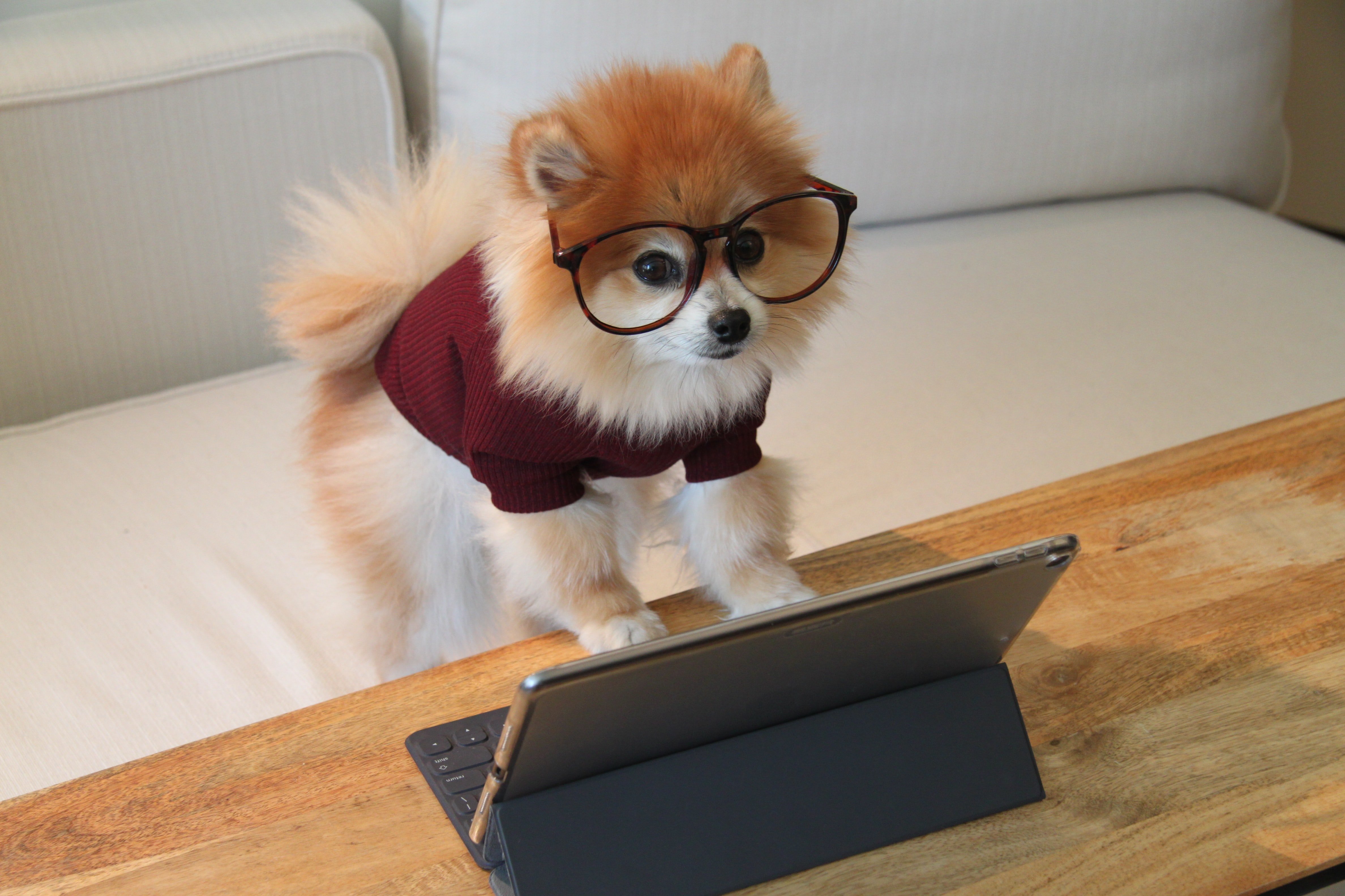 Imagem de um cachorro pequeno vestindo um suéter vermelho escuro e um par de óculos, e se apoiado sobre uma mesa de centro com um computador à sua frente.
